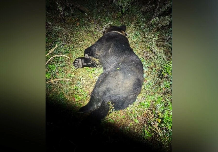 🐻Такого в городе еще не было: в Благовещенске обнаружили и застрелили медведя