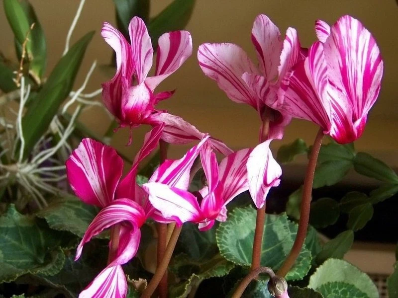ЦИКЛАМЕН 🌸