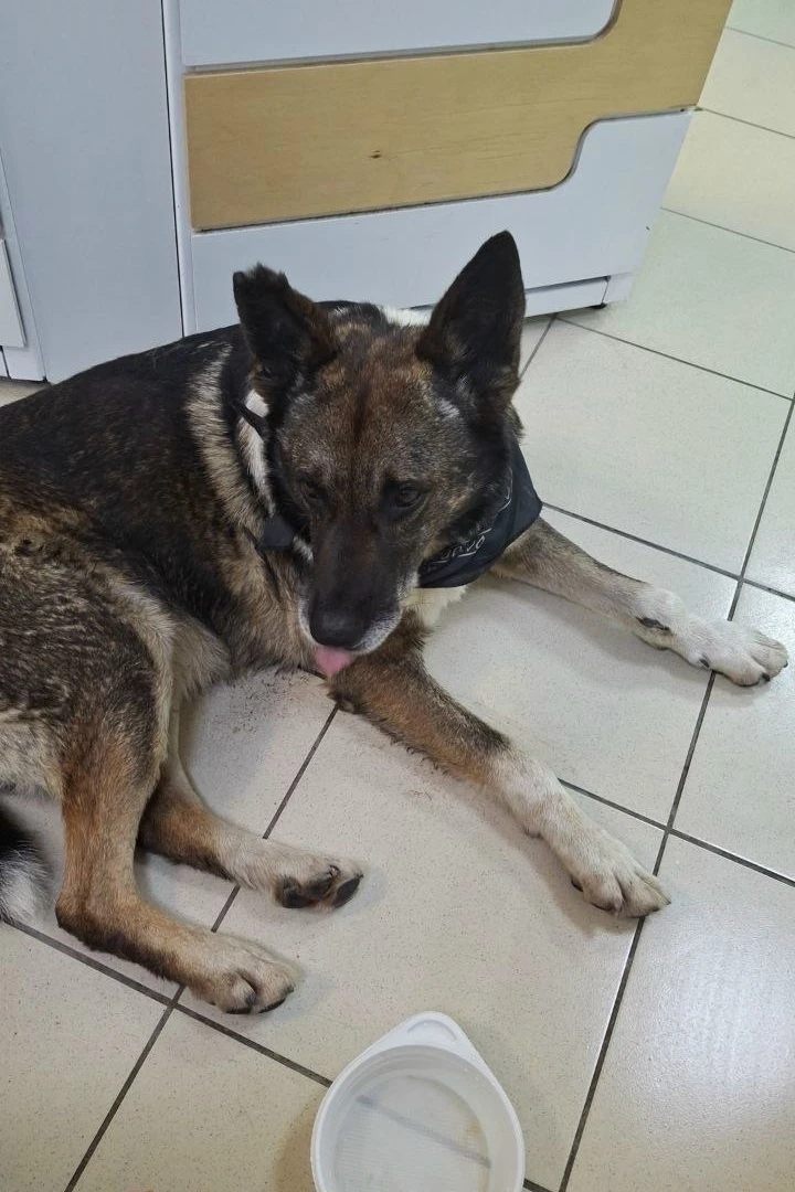 Чей Потеряшка 🙏. Бегает по Кудрово уже несколько дней 😔. Мог приехать или прибежать  ...
