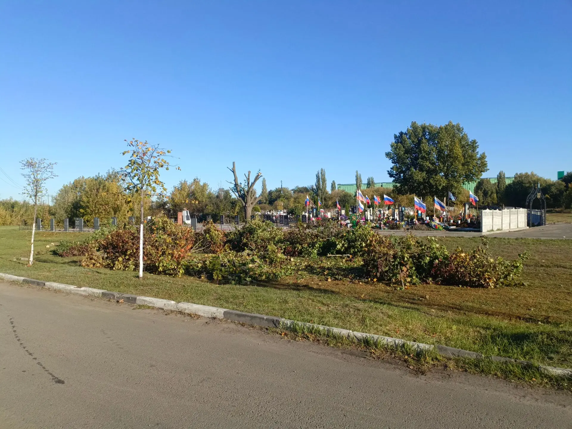Красивое дерево было.
