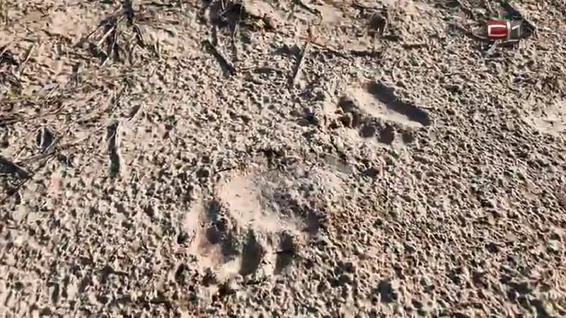 Медведи в Югре не уйдут в спячку из-за голода