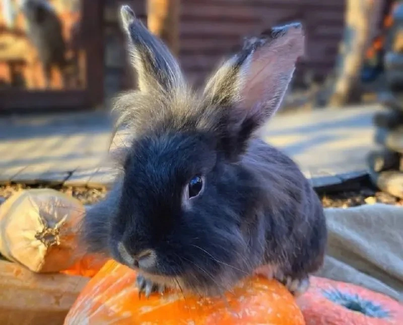 🥕 Хотите порадовать обитателей Иркутского зоосада? Поделитесь излишками урожая!