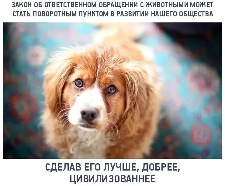🐕 Животные без владельцев

Постановлением Губернатора Краснодарского края от 29 марта 2023 г. № 149