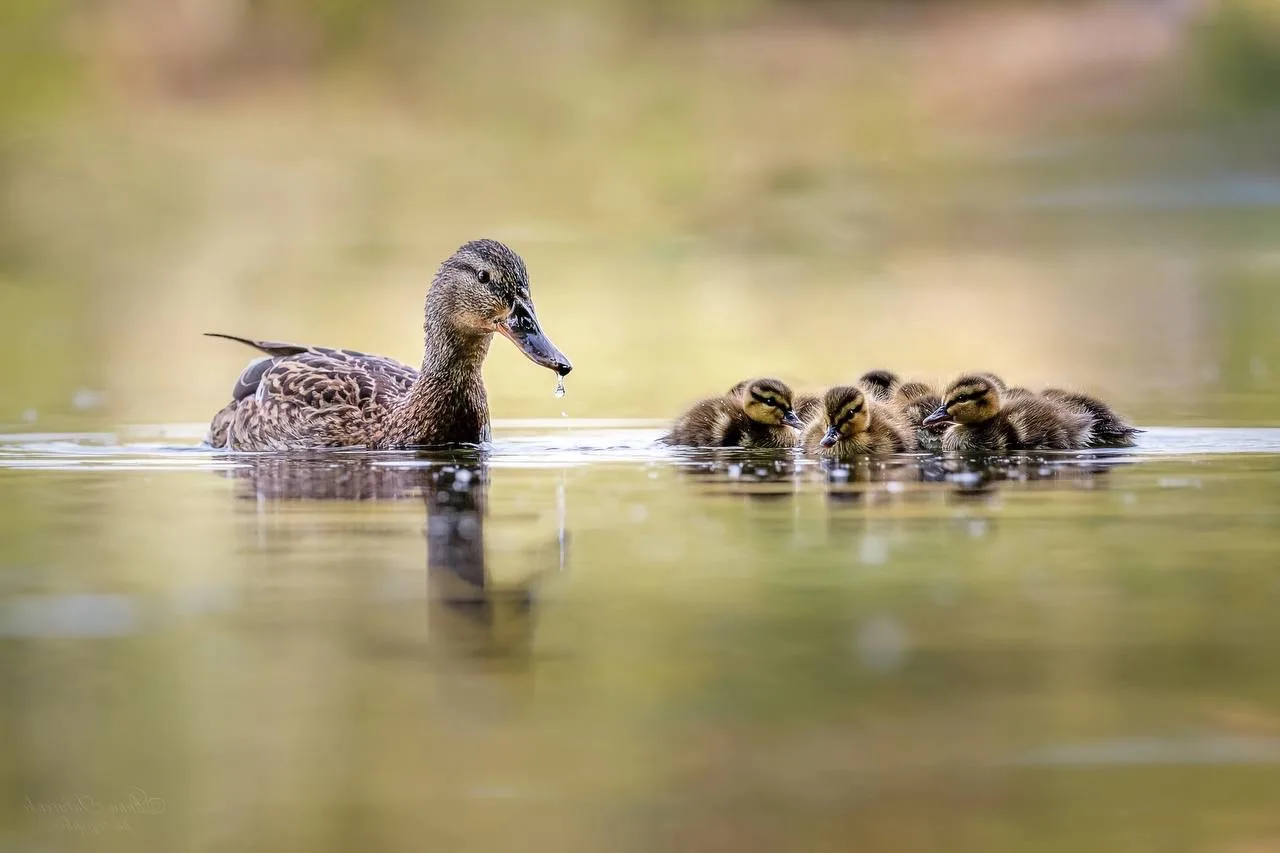 🦆