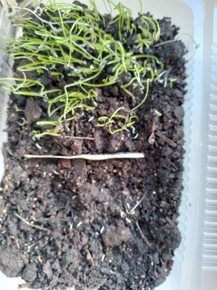 🌱 Огородные новости