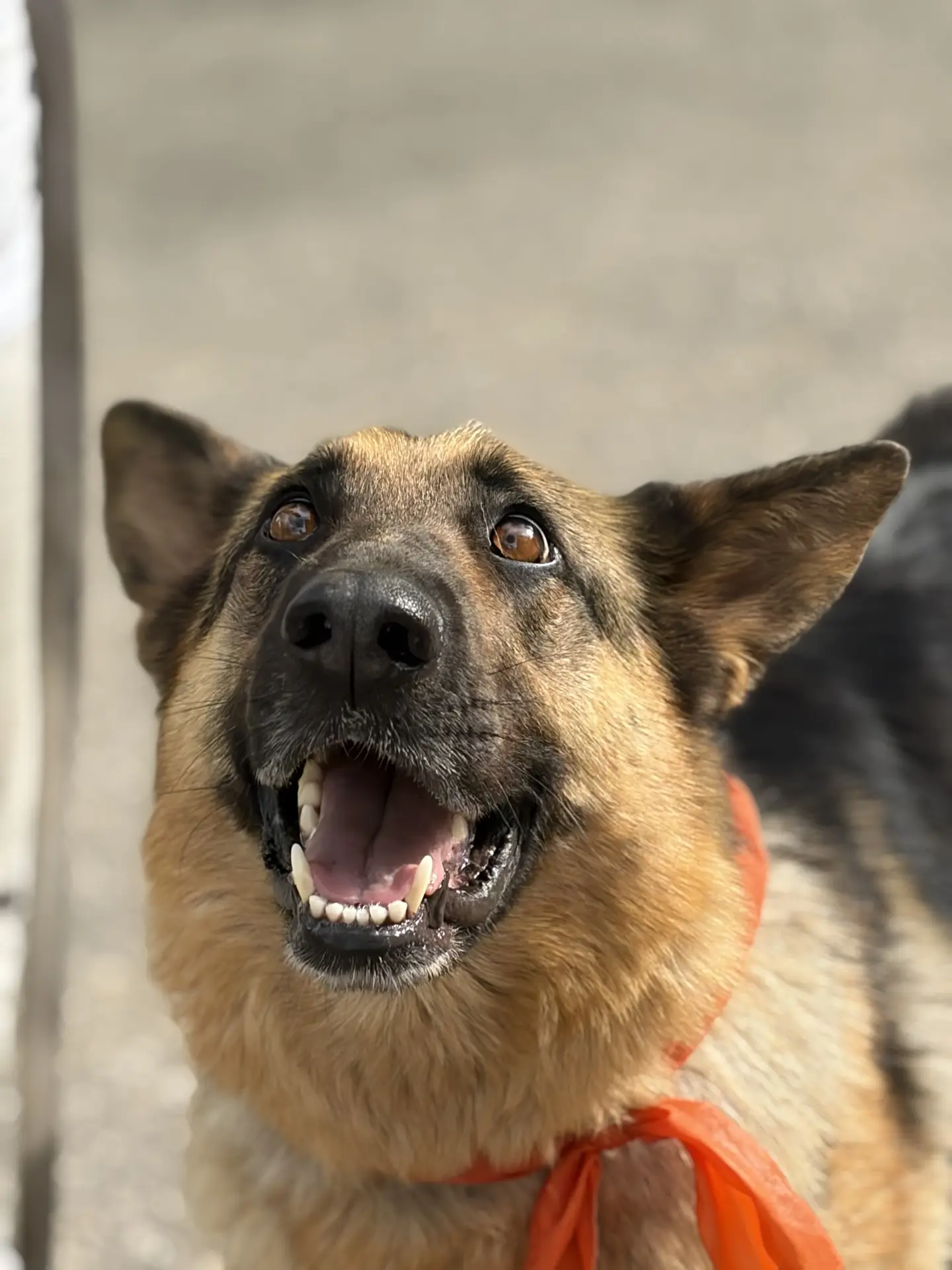 🐾 Четверг — день добрых встреч: у нас в школе проходят занятия по канистерапии!🐕🐕‍🦺🦮