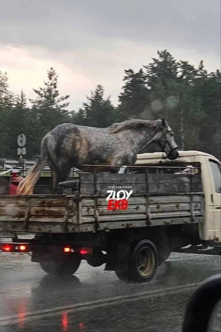 🐴ЕКАД в сторону Большого Истока со стороны ТЭЦ.

«Что за издевательство над животным?!Нарушение п