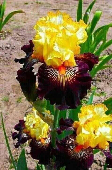 Бородатый Ирис🌷