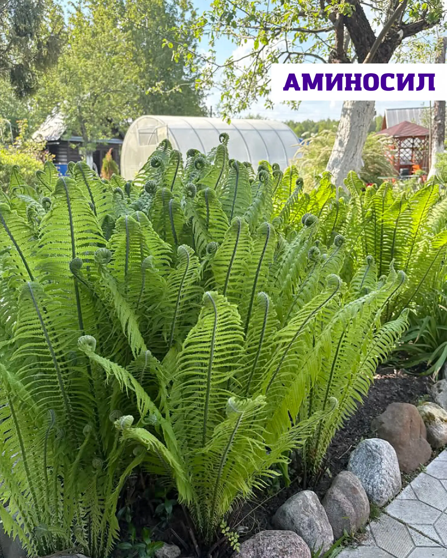Тень в саду — это не минус, а возможность создать особенное, уютное пространство 💚  Если на участке 