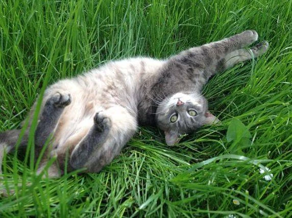 🐾 Прогулки для кошек: зачем они нужны? 🐾Многие считают, что кошкам вполне хватает про...