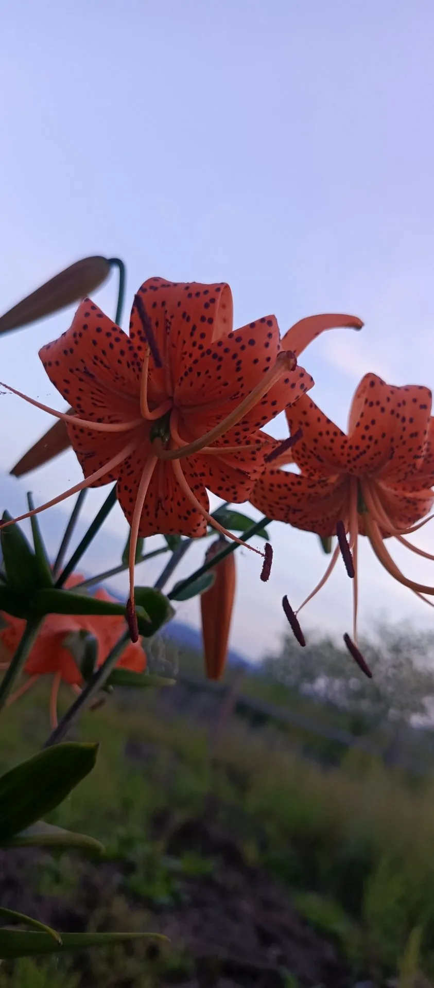 Наконец то распустилась 🌺