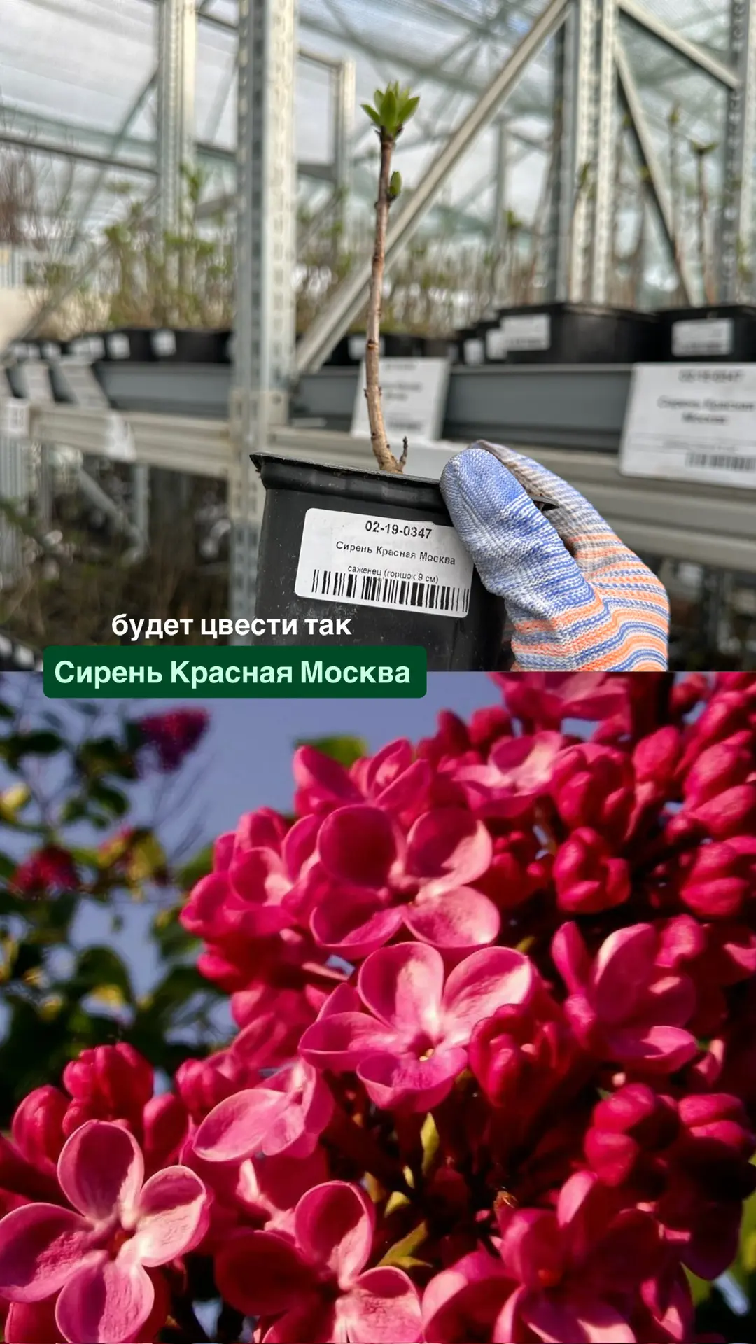 Прямое включение с производства 📸Первые листочки - это всегда счастье! Сирень ещё не зацвела, но уже