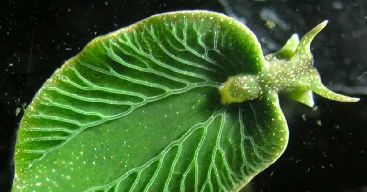 Слизень Elysia chlorotica (изумрудная элизия) может жить без еды 9 месяцев, используя т...