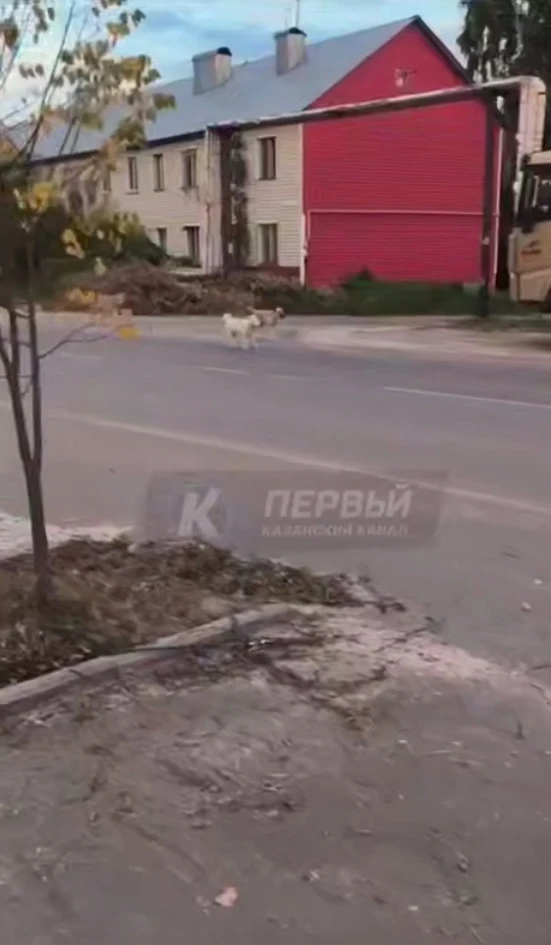 🐕 Жители Васильево жалуются на стаю из 7–8 крупных собак, которая с лета бродит вокруг...