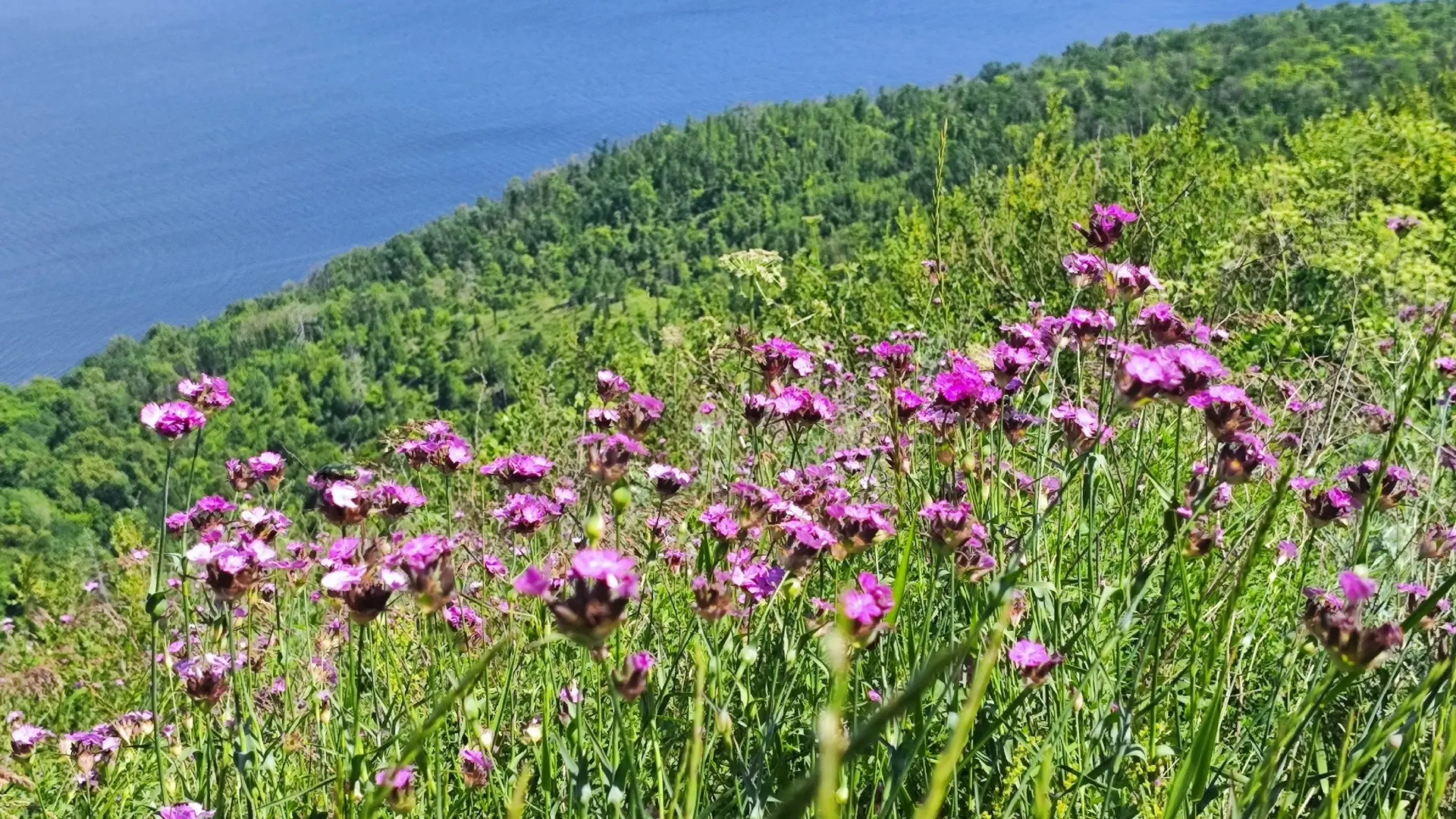 🌸 Невероятно красиво в Самарской Луке