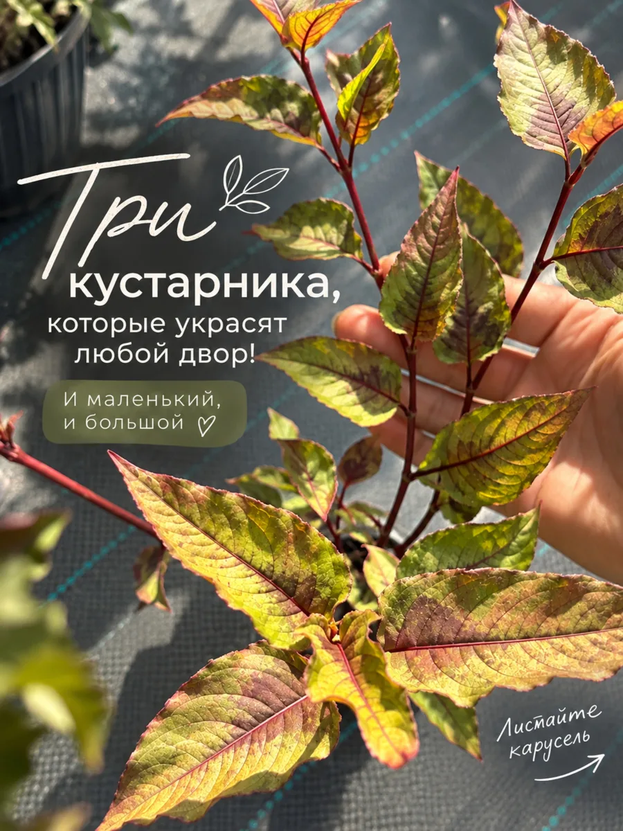 Если хочется добавить саду цвета и характера, присмотритесь к этой тройке 👇