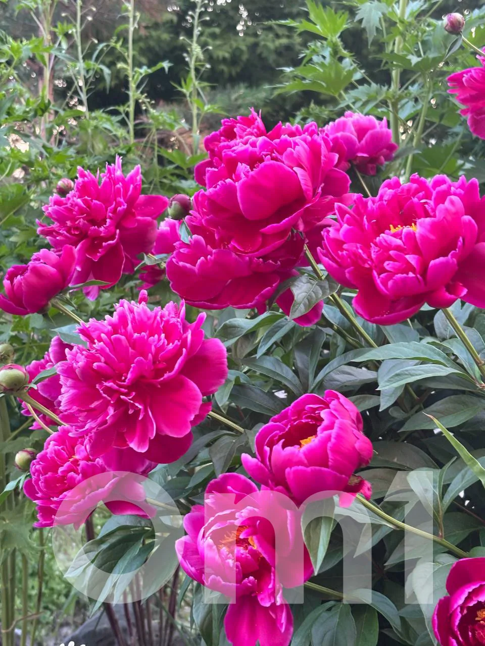 🌸 Во дворах Новосибирска начался сезон пионов