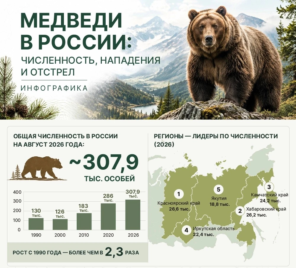 🐻 Медведи в России: численность, нападения и отстрел