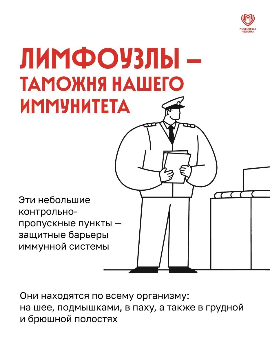 Сегодня рассказываем, как работают лимфоузлы