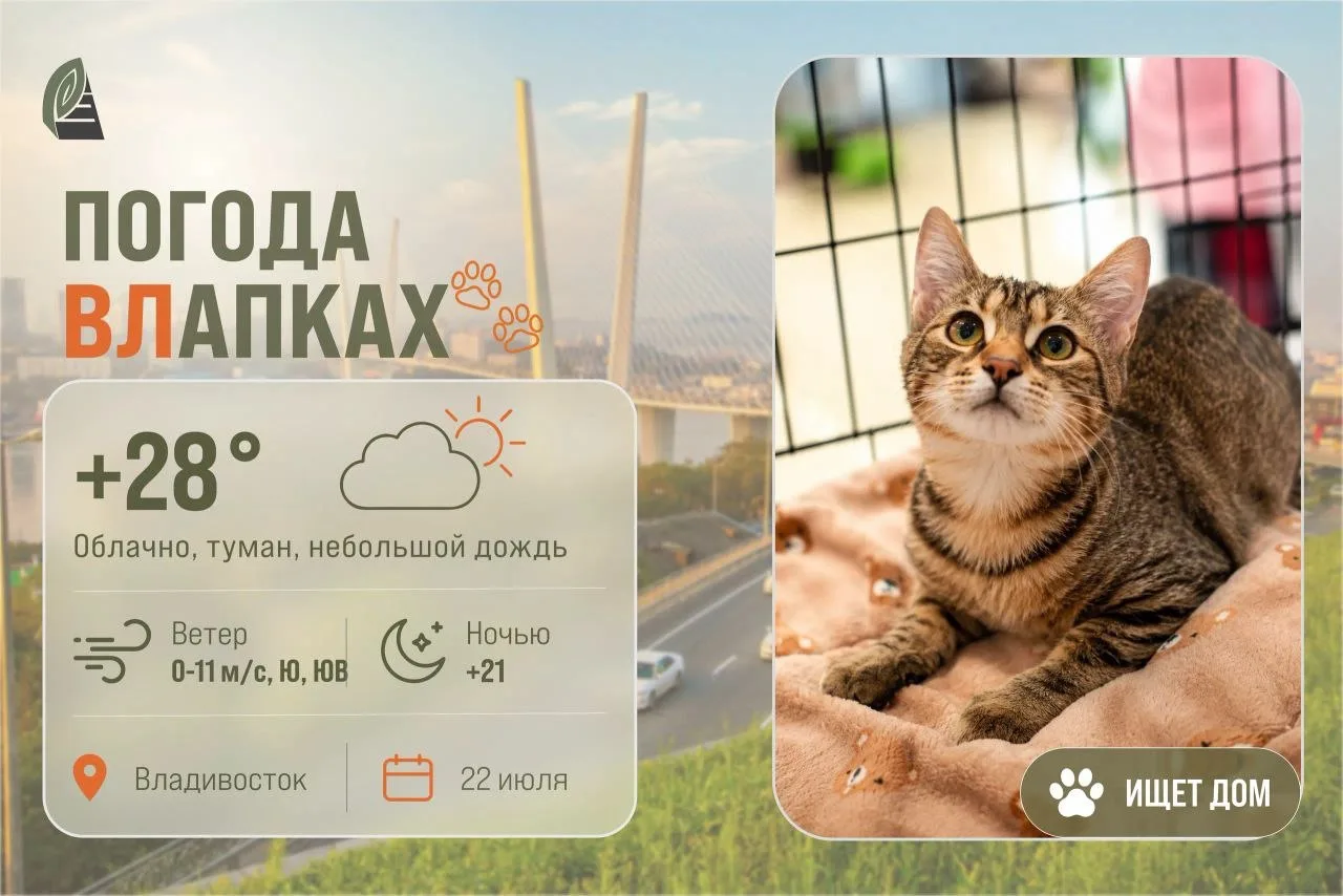 #ПогодаВЛапках

🌤️ Облачно с прояснением. 

В прогнозе красавица Рыся – настоящая независимая охотн