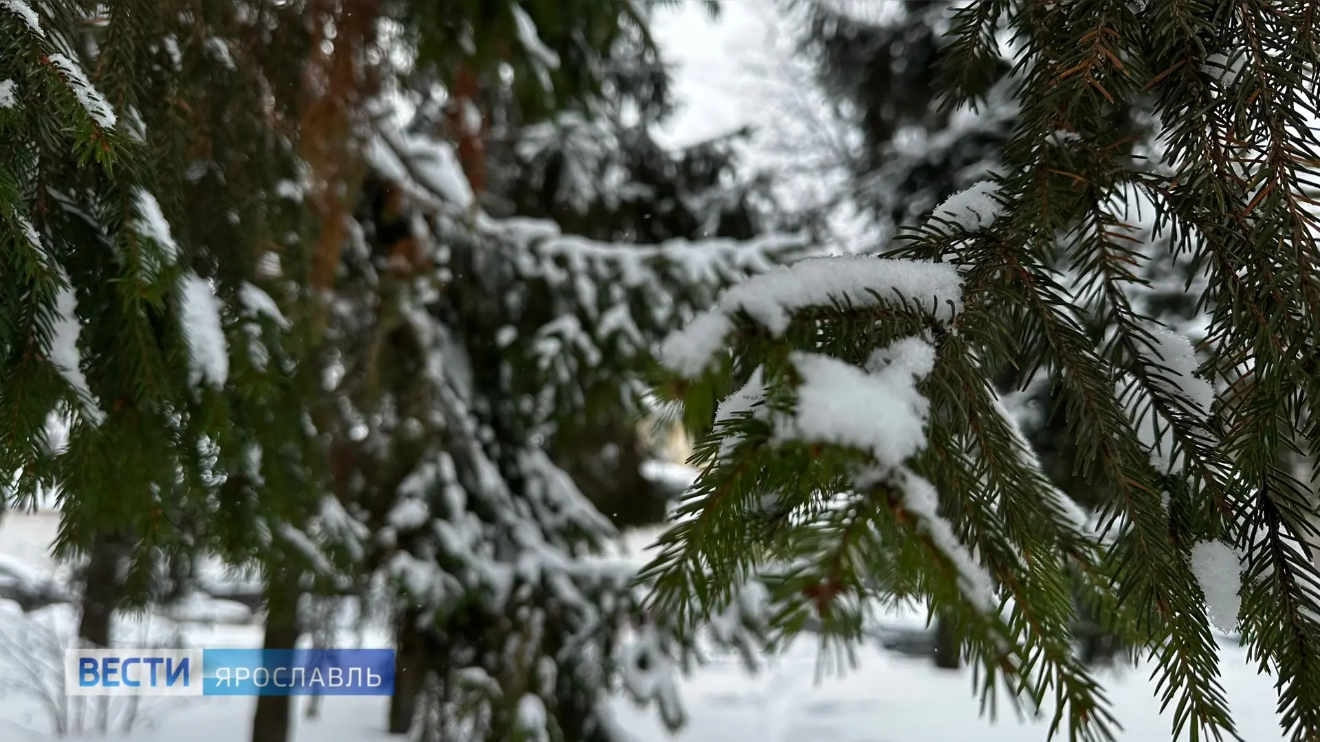 🌅❄️ Доброе утро, Ярославль!  Весна решила немного отступить… Уже сегодня в регионе начнётся похолода