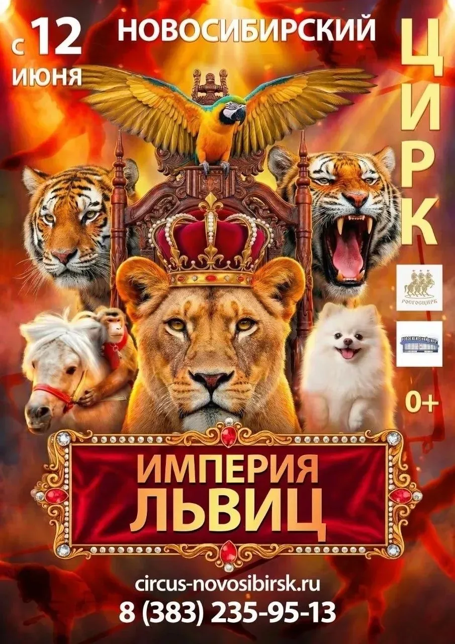 С 12 июня хищники в Новосибирском цирке! 🦁 Росгосцирк представляет шоу «ИМПЕРИЯ ЛЬВИЦ»!