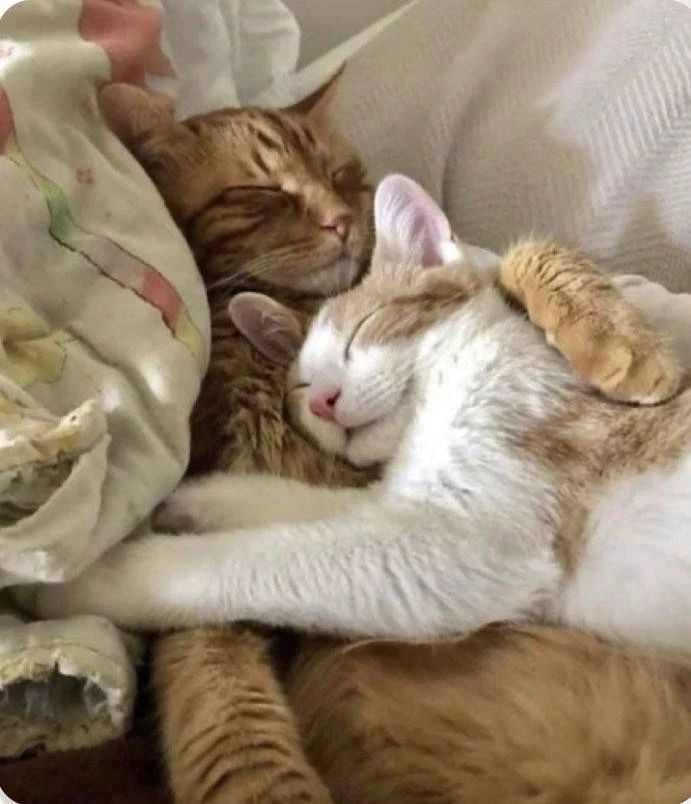 💞День «Обними свою возлюбленную» отмечается сегодня.