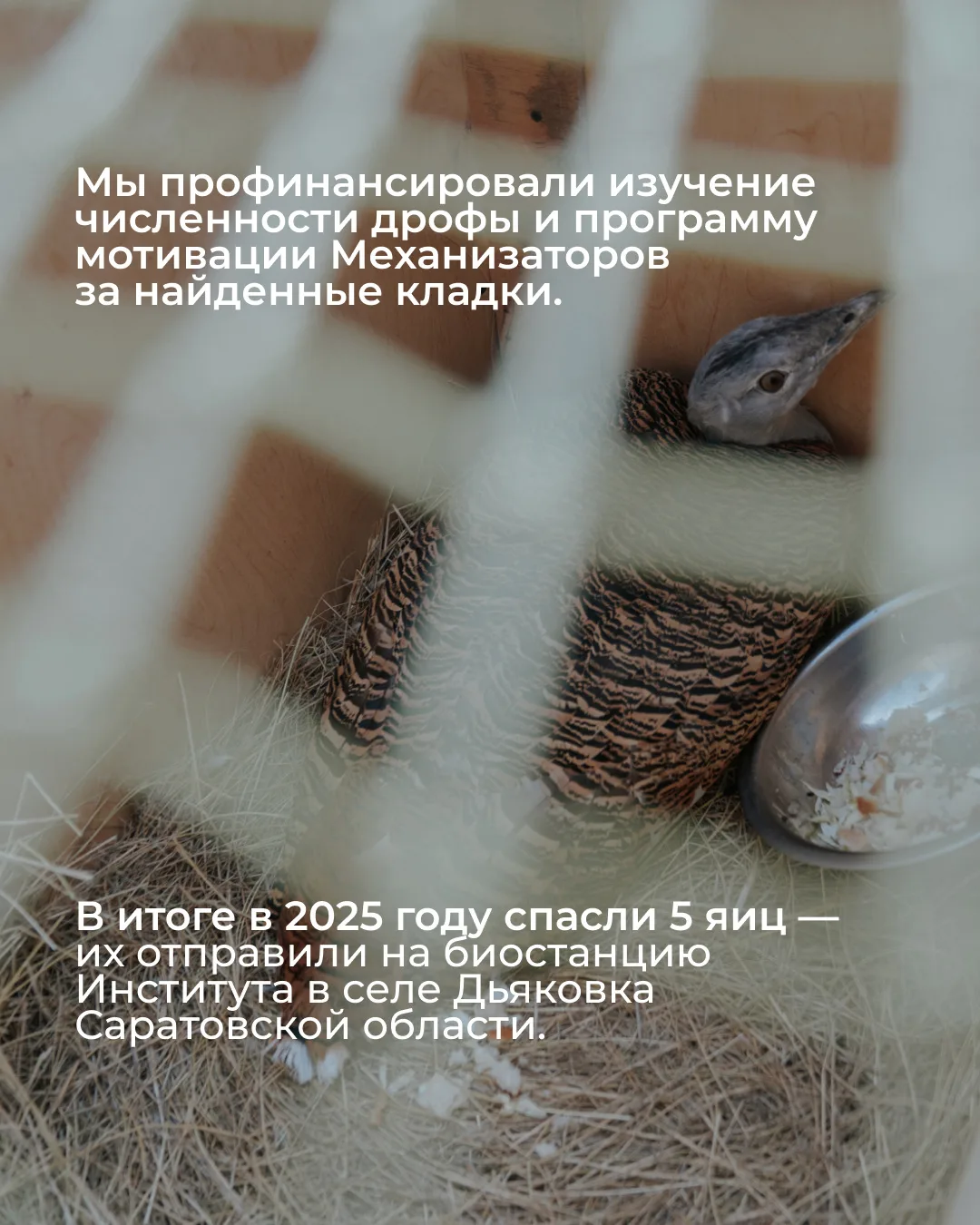 Кажется, Волгоградская область только что стала частью большой истории возвращения дроф! 🐦   В Волго