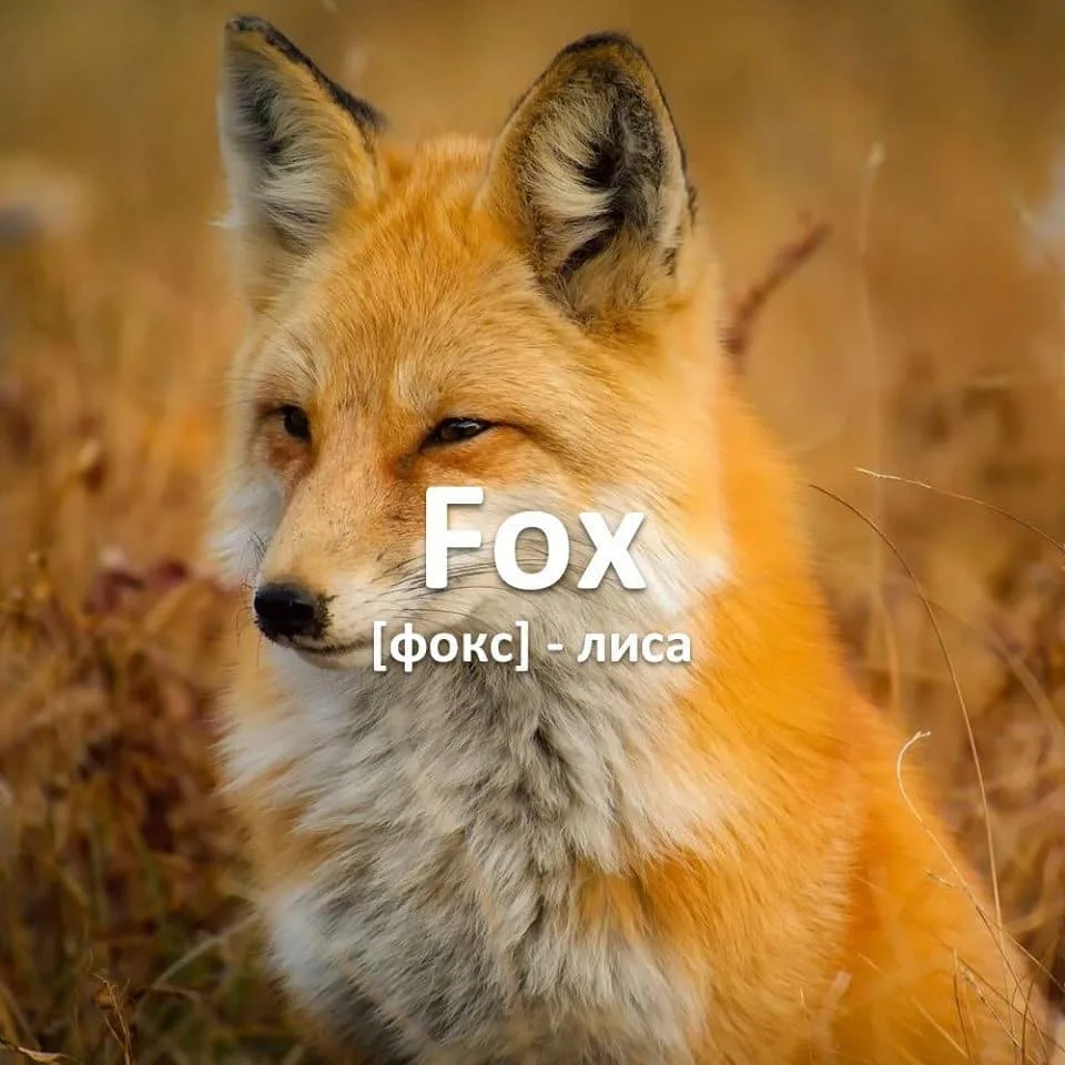 Fox