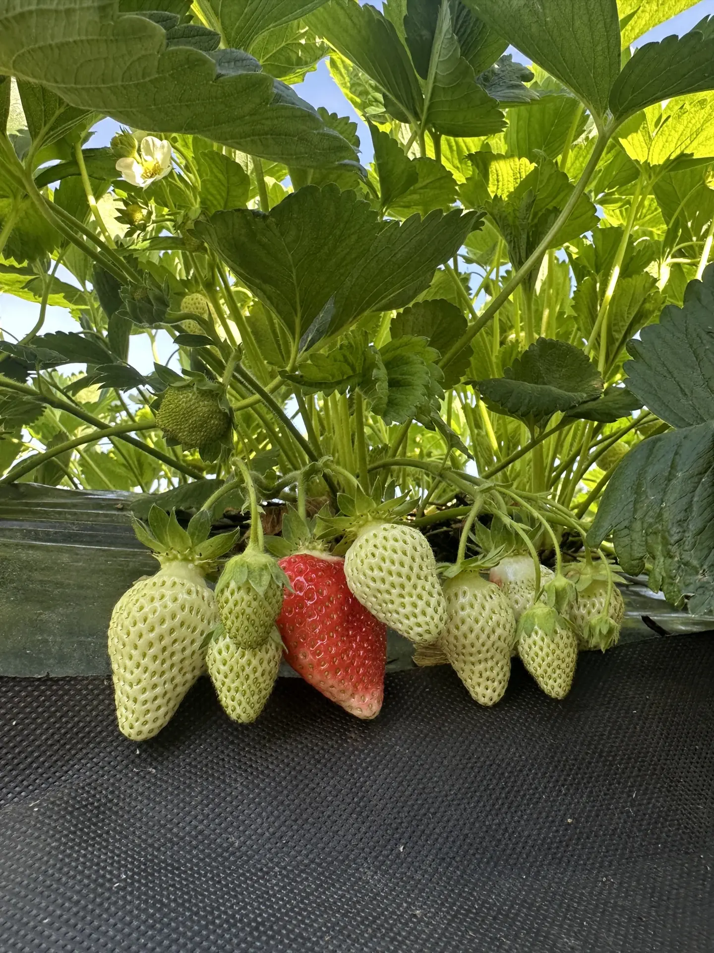 🍓🍓 Клубника начинает загораться 😀