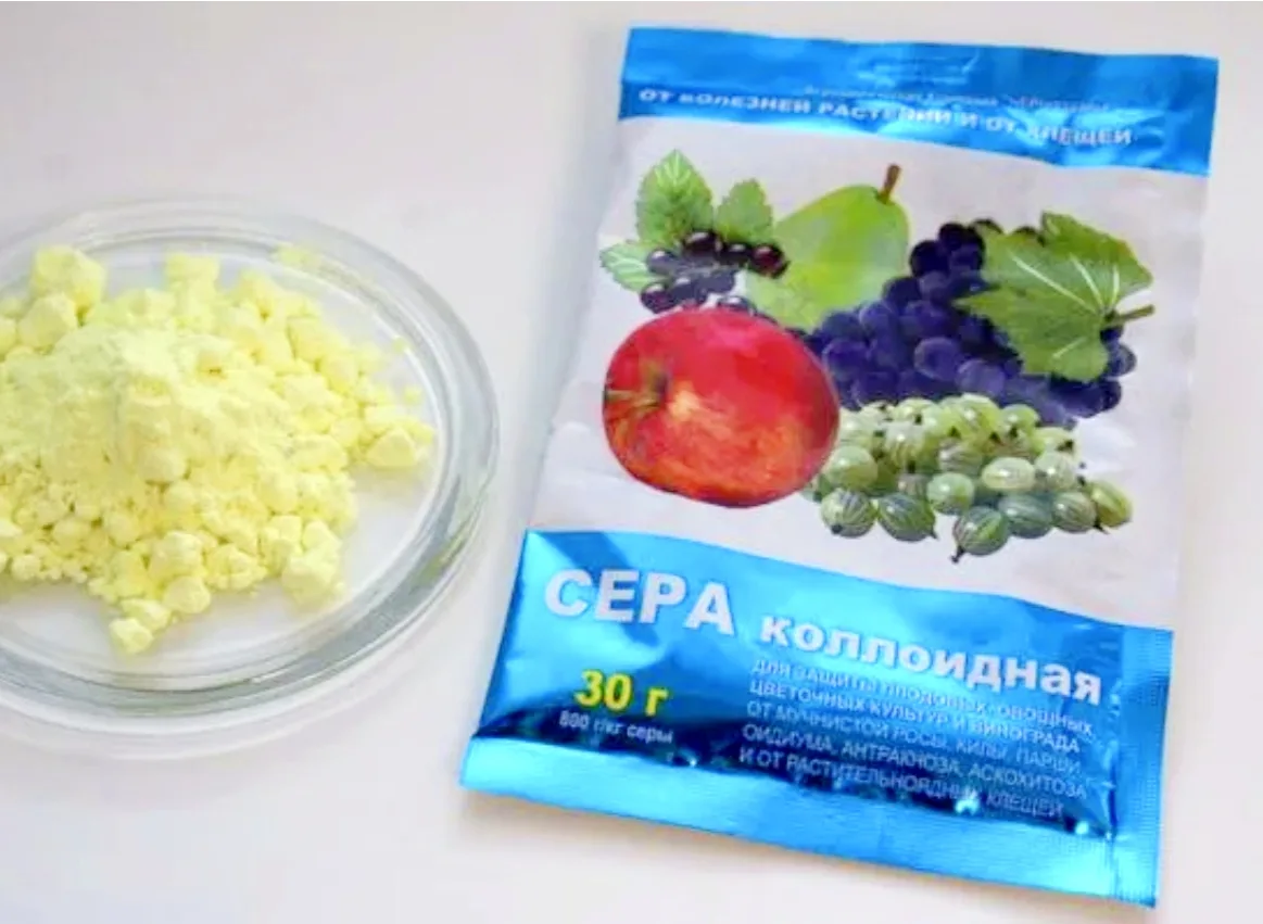 🌿 СЕРА ПРОТИВ МУЧНИСТОЙ РОСЫ И ПАУТИННОГО КЛЕЩА