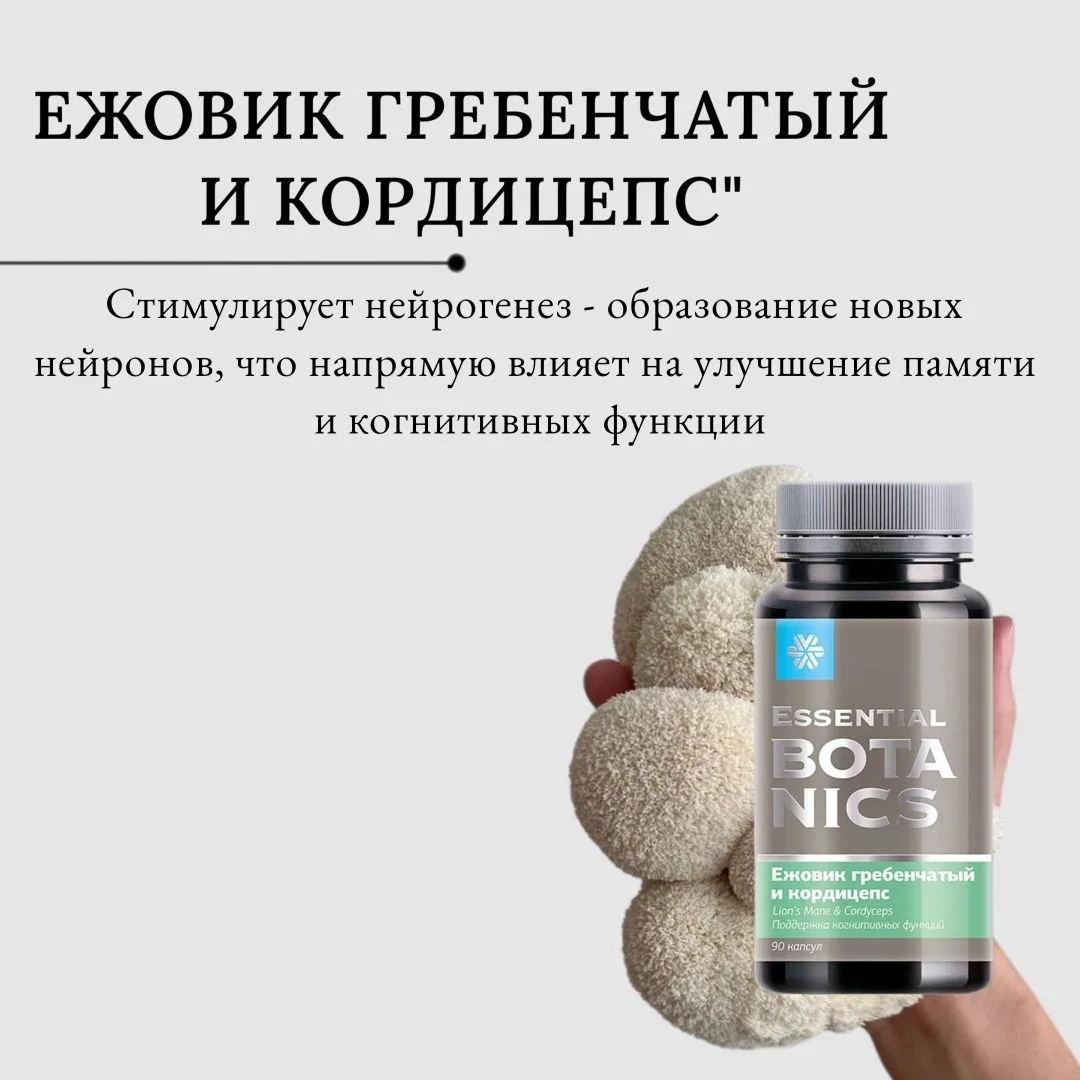 "Ежовик гребенчатый и кордицепс"