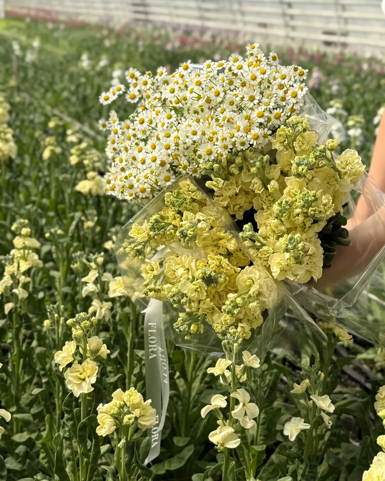 Напрямую из теплицы в руки ваших близких🌸. Такое возможно только у нас, ведь мы являемся производит