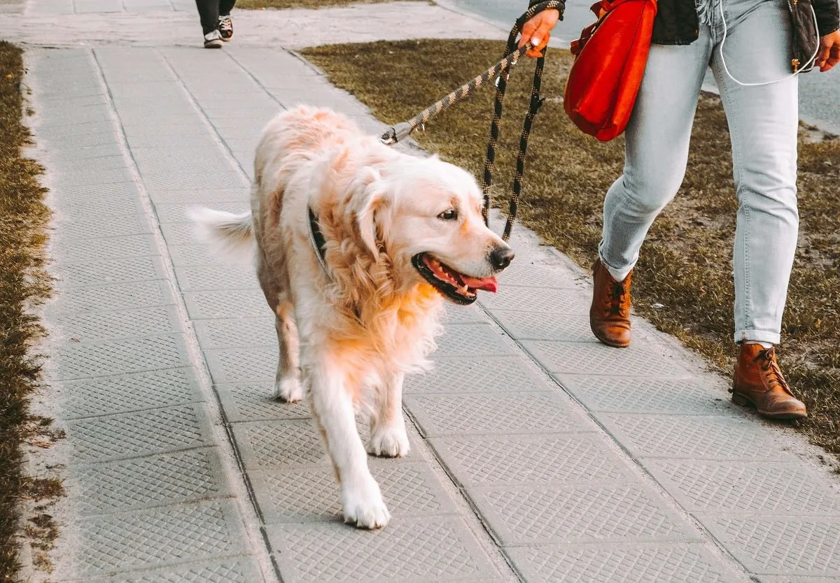 🐕 В Татарстане ужесточили правила содержания и выгула собак