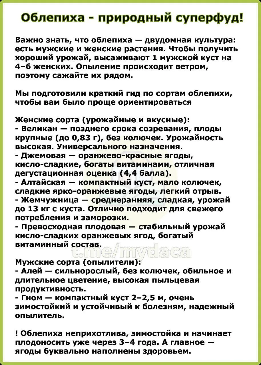 Облепиха - природный суперфуд 🍇