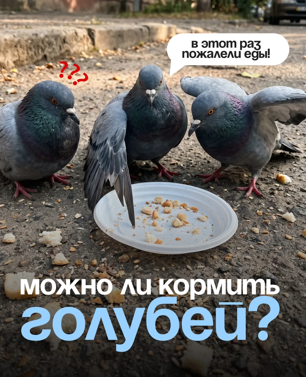 🍞 Регулярное кормление голубей часто воспринимается как забота о природе. Однако на пр...
