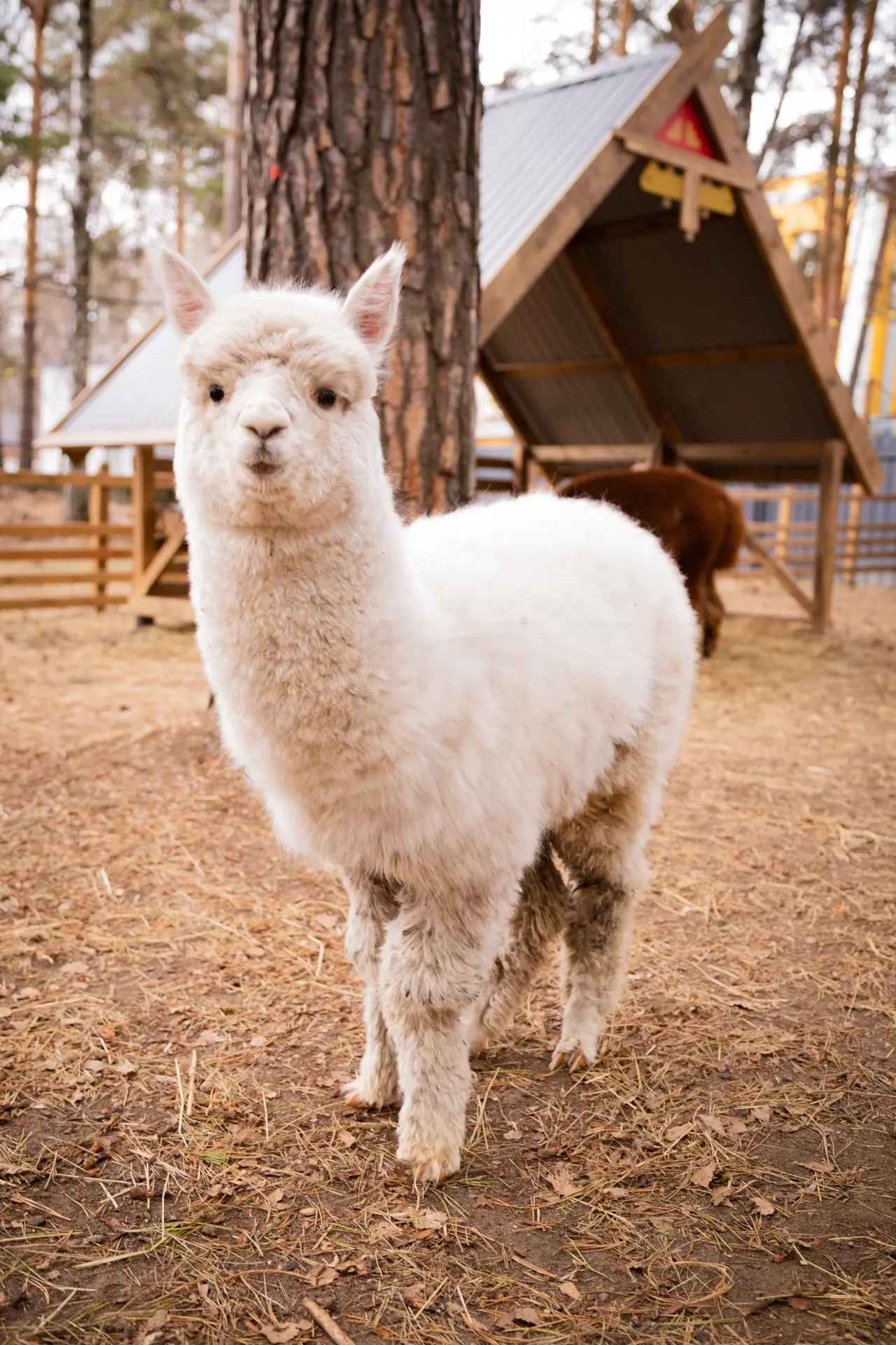 Посмотрите на этих альпак из Тюмени 🦙 Пушистые носики, глаза как у ангелов. Мало кто д...