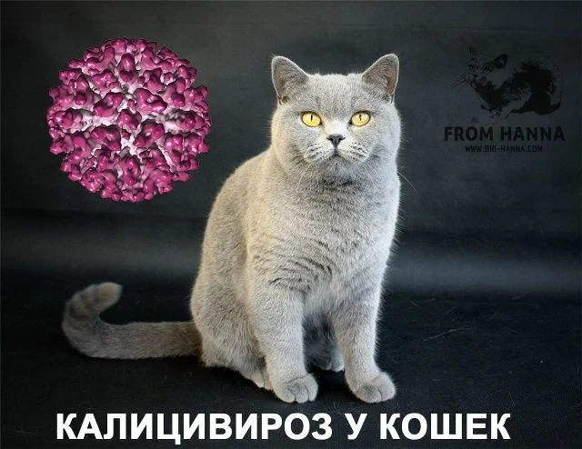 Калицивироз кошек: когда «простуда» может быть опасной