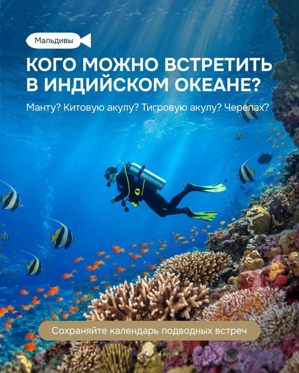 Кого можно встретить в Индийском океане? 🤩😍