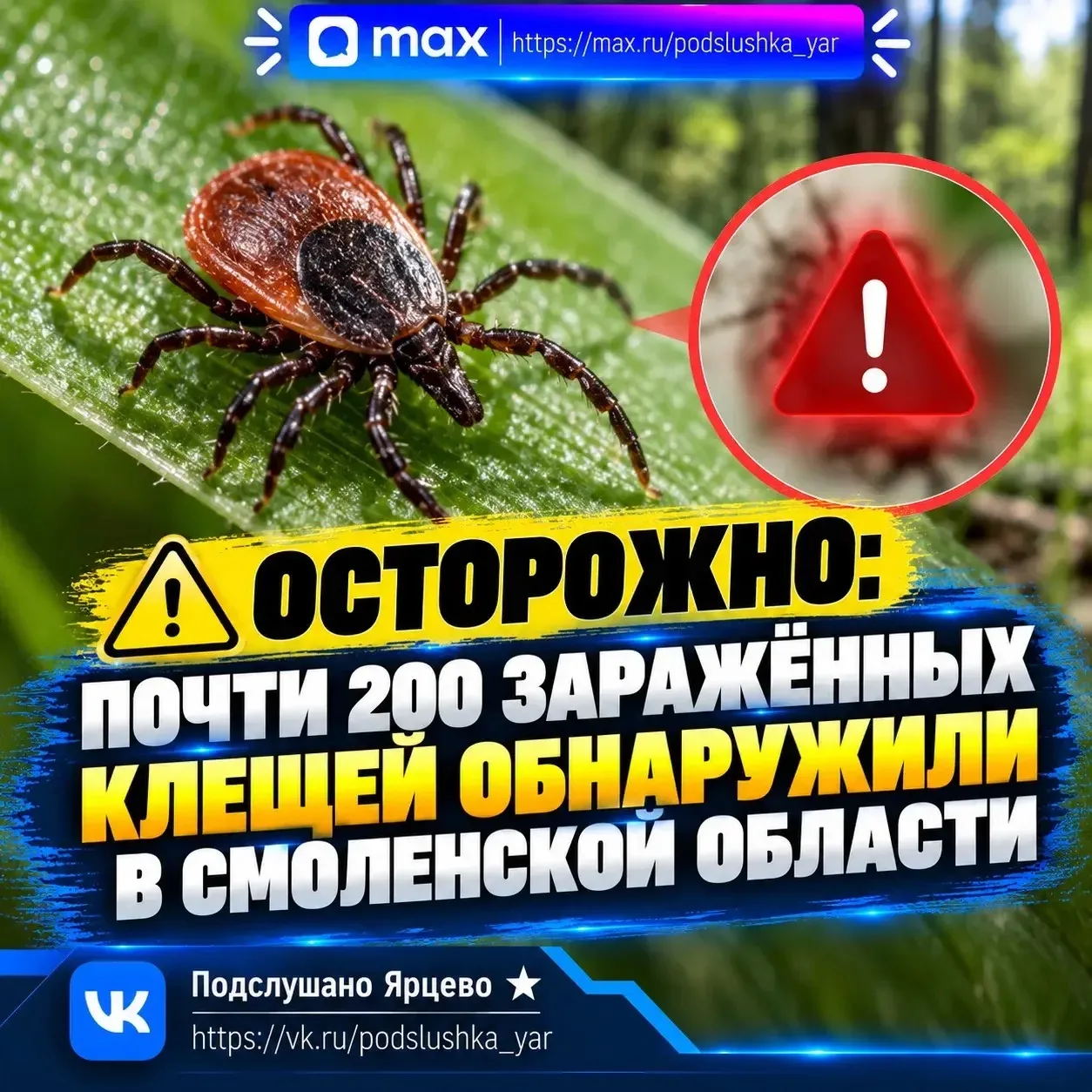 ⚠️ Осторожно: почти 200 заражённых клещей обнаружили в Смоленской области