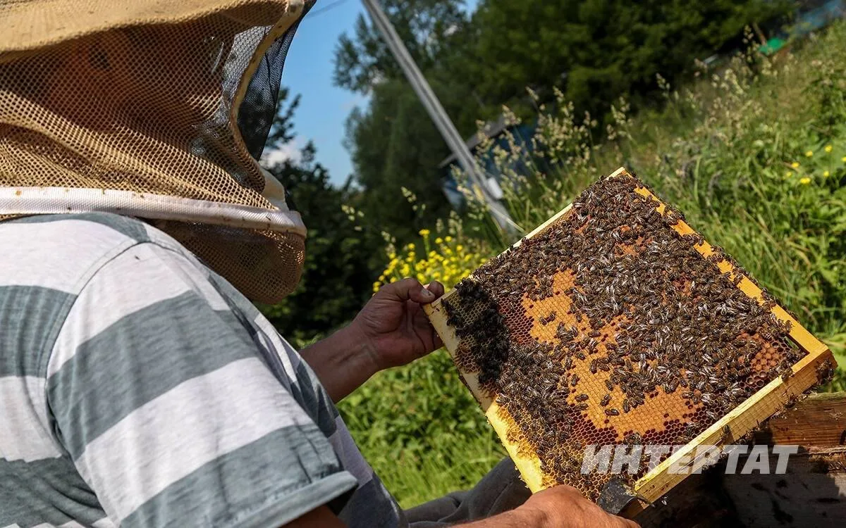 🐝Бал бәясе уртача 200-300 сумга арткан: умартачылар быелгы уңыш, бәяләр турында ни сөйли?

Интертат