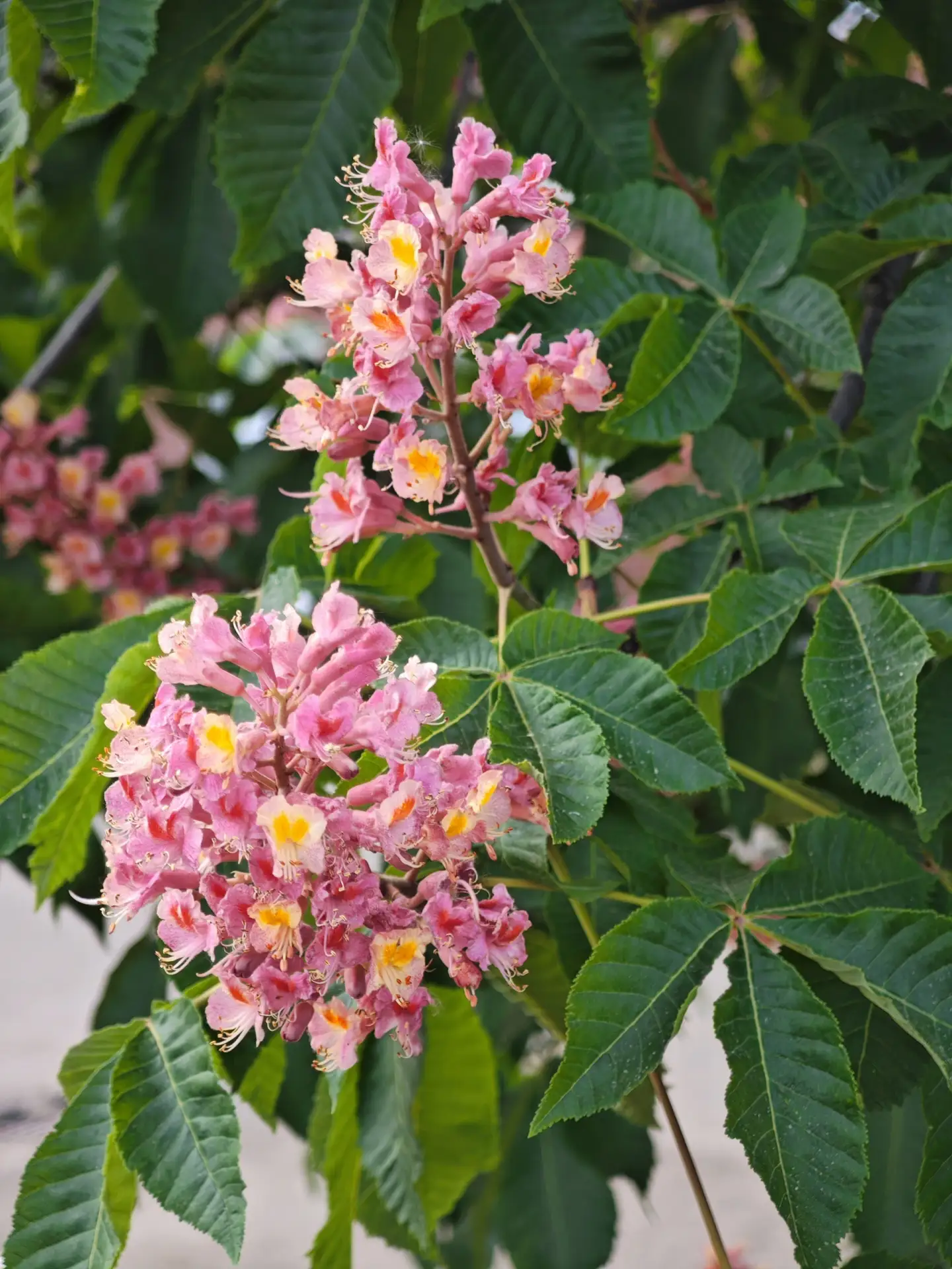 🌸 Цветущие розовые каштаны  📍#Иваново, проспект Ленина, 21