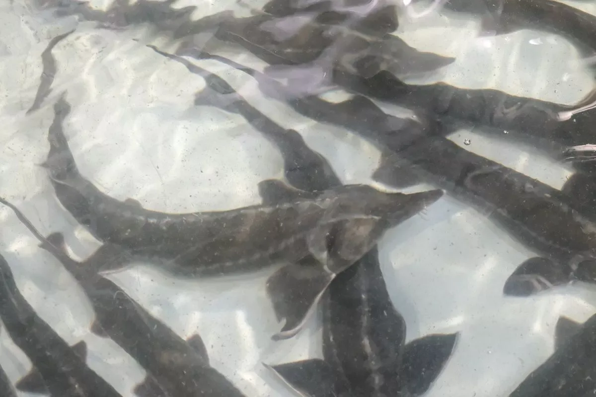 🐟 Осетровые возвращаются: ученые возрождают Азовское море.