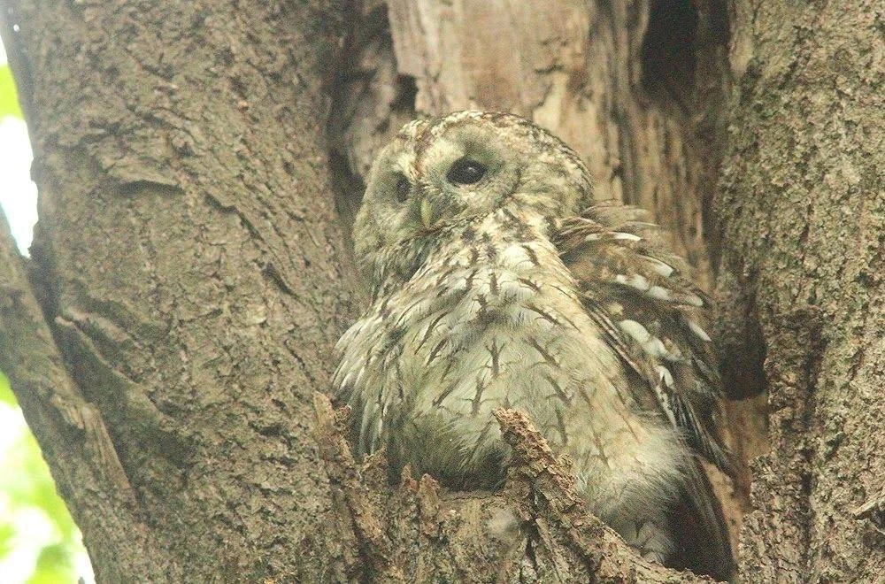 🦉 В национальном парке «Лосиный Остров» заметили и сфотографировали неясыть. Эта сова занесена в Кра