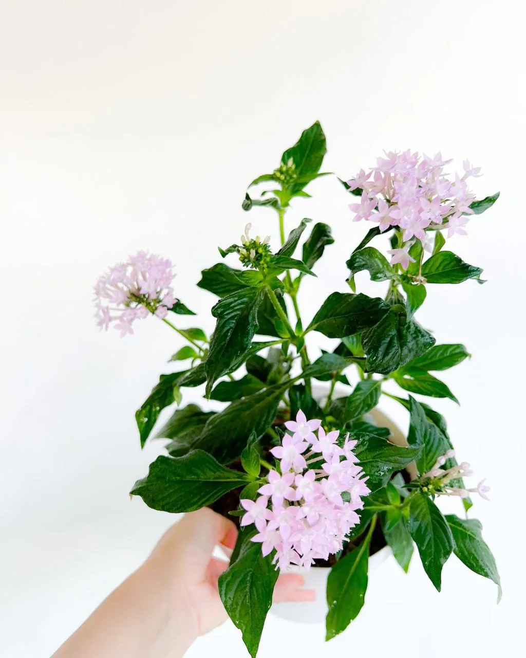Изображение 1 к публикации «ПР | Про Растения 🌺»
