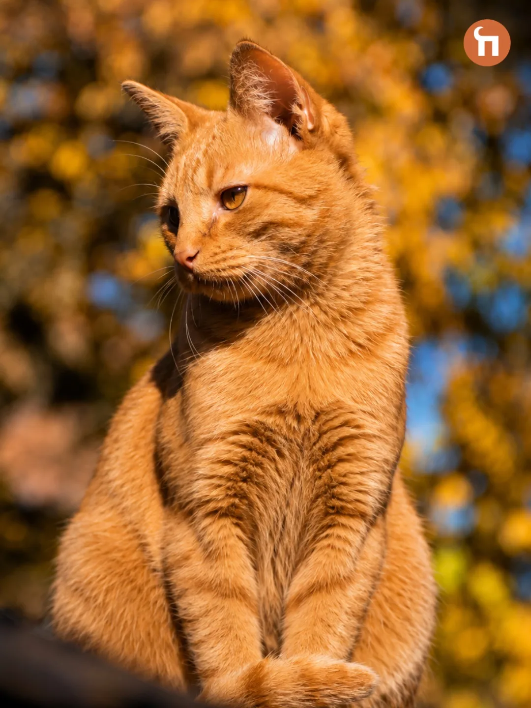 🐈Сегодня День рыжего кота!