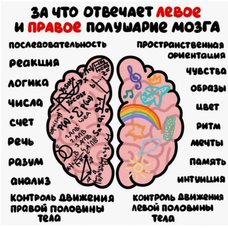 🧠 Левое и правое: почему ты споришь сам с собой?

❓Все слышали про «логиков» и «творческих». Мол, у