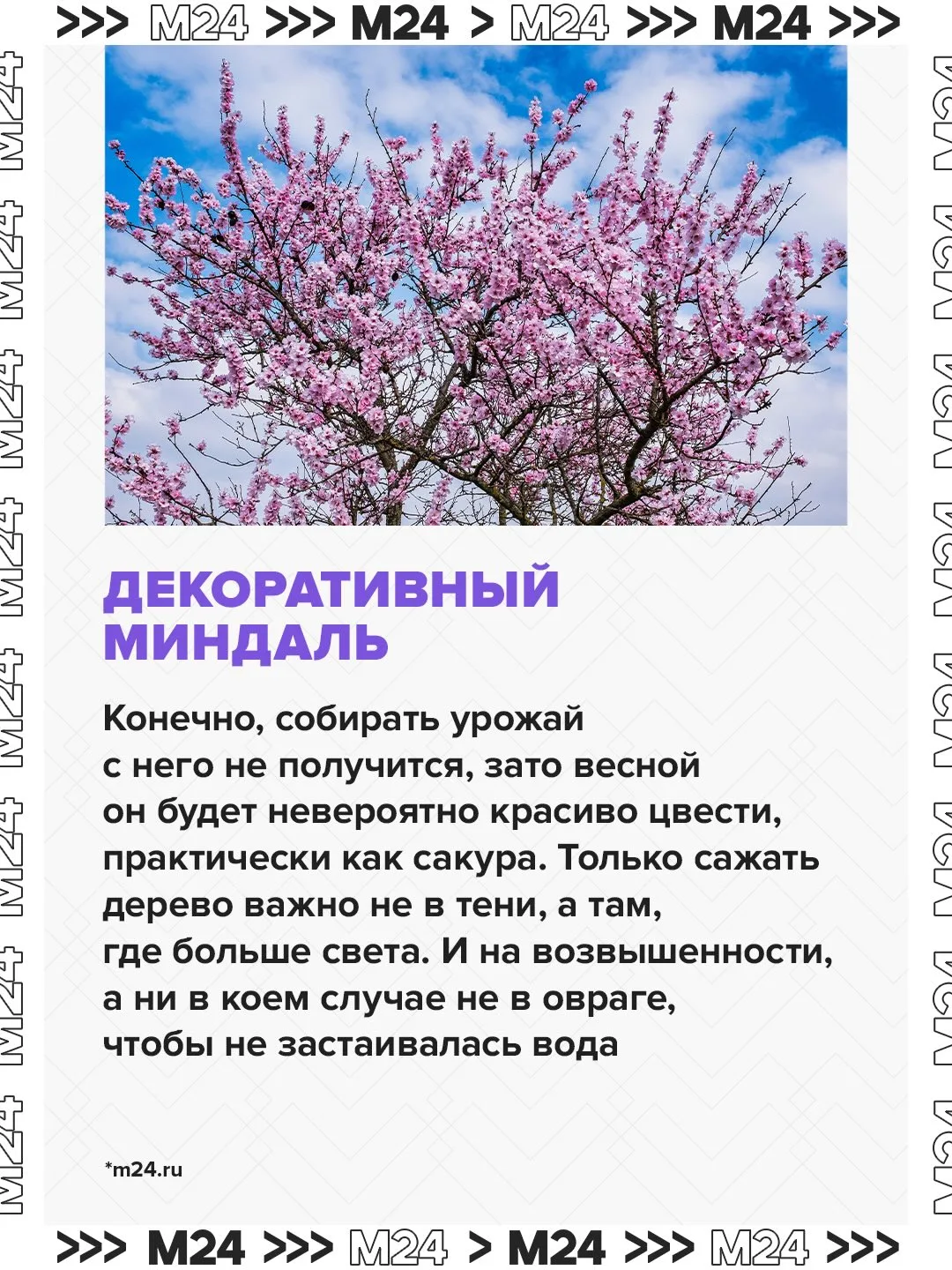Как превратить подмосковную дачу в участок около Сочи? Высадить там инжир, миндаль и гранатную рябин