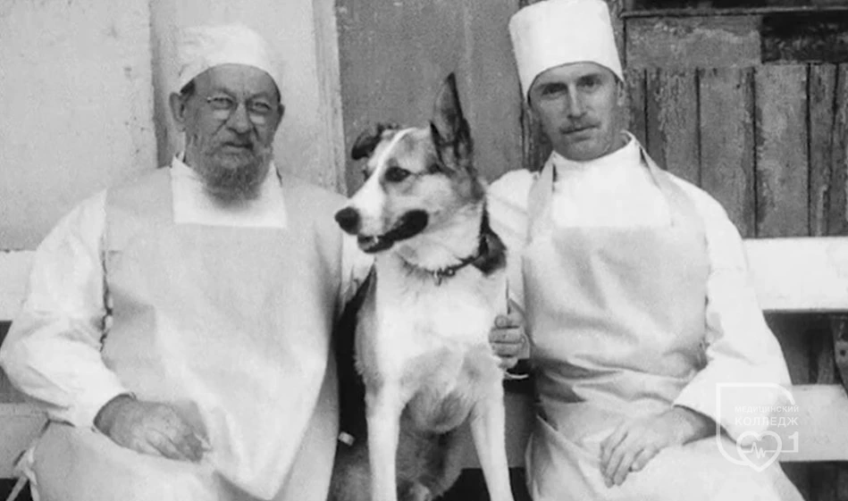 📚 Если этим летом вы прочитаете всего одну книгу о медицине — пусть это будет «Собачье сердце».

Дл