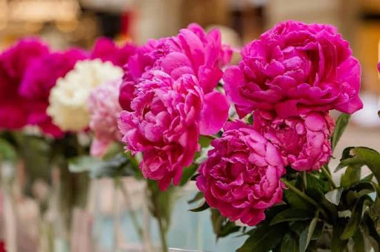 🌸 В саду Московского зоопарка пройдет фестиваль «Пионы России»